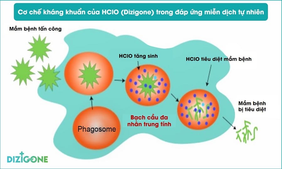 dizigone - cơ chế tác dụng dizigone-co-che-tac-dung